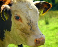 Ongediertebestrijding bij Koeien en Paarden Ongediertebestrijding bij Koeien en Paarden